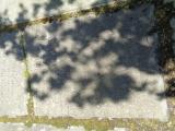 image of grave number 956707